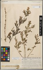 Foto von Salix purpurea L.